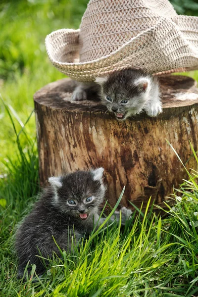 Kitten Hat Two Kittens Playing Stump Funny Kitten Watching Hat — Stock Photo, Image