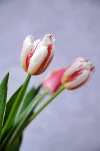 Tulpenstrauß Auf Hellviolettem Hintergrund Glückwunsch Zum Muttertag Frauentag Geburtstag — Stockfoto