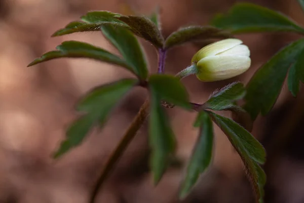 Anemones Buds First Spring Forest Flowers White Anemone Grows Forest — Stock Photo, Image
