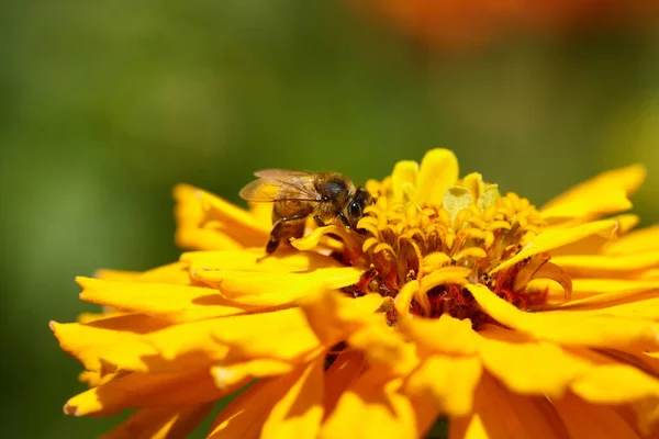 Close Bee Yellow Flower Collects Nectar Macro Shot Bee Pollinating — Stock Photo, Image