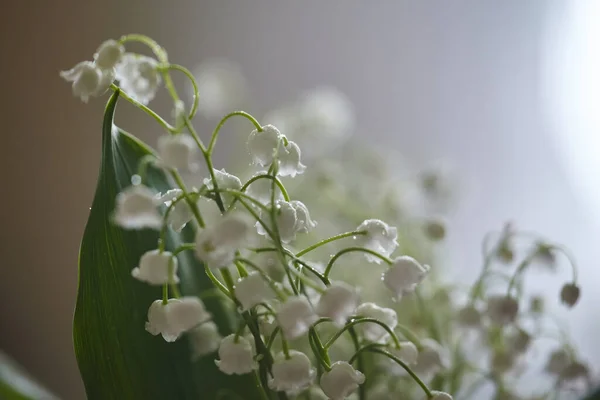 Lys Des Fleurs Vallée Avec Des Gouttes Pluie Coulant Sur — Photo