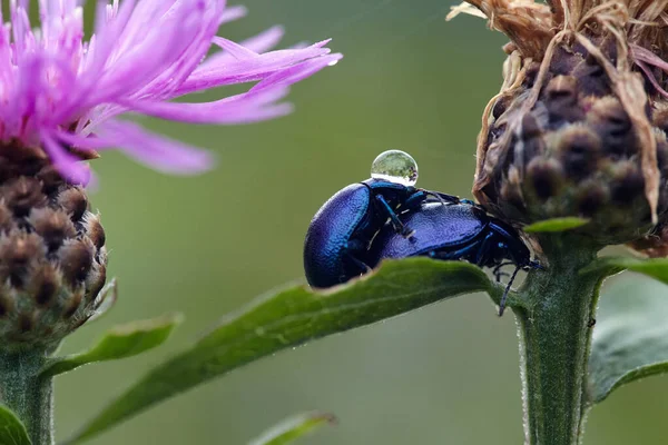 Acercamiento Dos Escarabajos Apareándose Una Hoja Flor Cardo Mariano Rosa — Foto de Stock