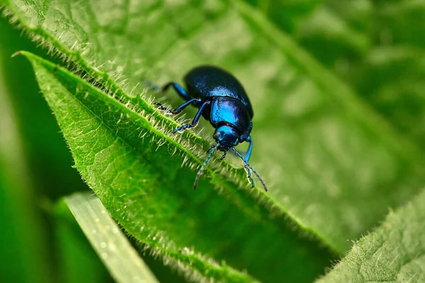 Blue Beetle Thistle Leaf Bright Blue Dung Beetle — Stock Photo, Image