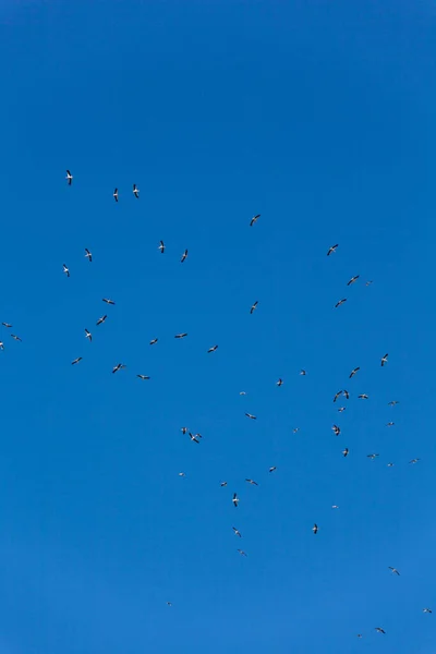 Flyttning Vanliga Tranor Från Övervintring Fåglar Flyger Blå Himmel Vårdagen — Stockfoto