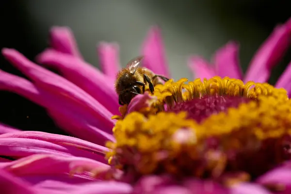 Close Bij Roze Bloem Verzamelt Nectar Een Macro Shot Van — Stockfoto
