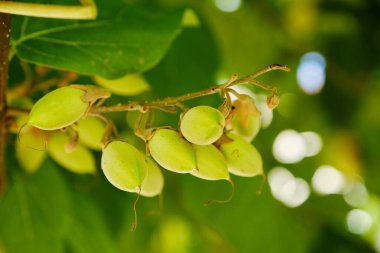 Yaz güneşinde imparatoriçe ağacının egzotik yeşil tohum kapsülleri. Botanik doğa arka planı: bir süs ağacındaki yeşil tohum kümeleri