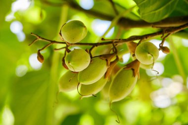 Parlak güneş ışığında bir ağaç dalında yeşil Paulownia tohumları yığını. Doğal bokeh arkaplanlı olgunlaşmamış İmparatoriçe ağaç kapsüllerine yakın çekim. Prenses ağacının yemyeşil tohumları parktaki bir dala asılı.