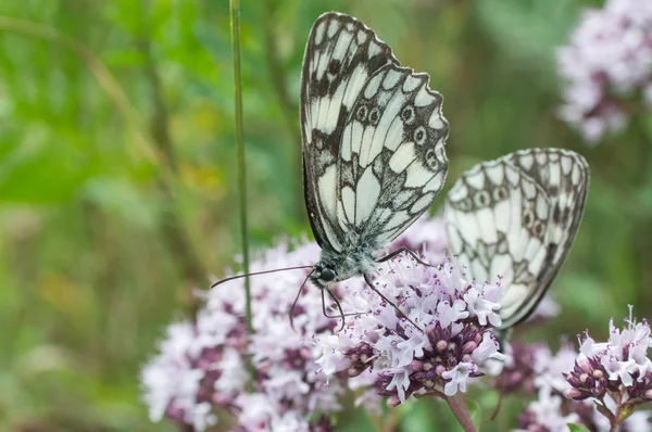 Papillon sur les fleurs d'origan — Photo