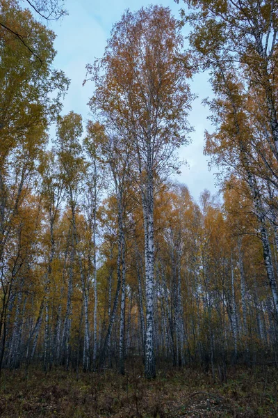 Herbst Birkenwald und blauer Himmel — Stockfoto