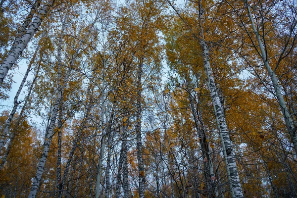 Floresta de vidoeiro de outono e céu azul — Fotografia de Stock