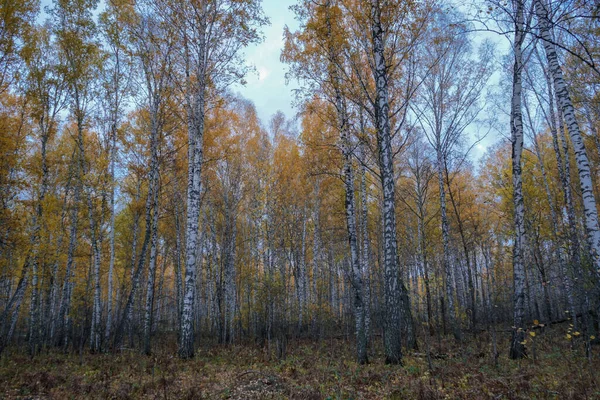 Pădurea de mesteacăn toamnă și cerul albastru — Fotografie, imagine de stoc