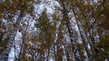 Huş ağaçları sonbaharda kapanır.