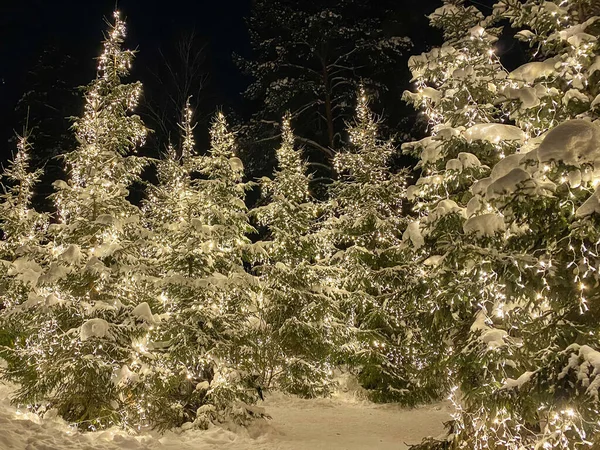 Geceleri Noel süslemeleri olan kış ladin ağaçları..