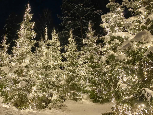 夜にクリスマスの装飾が施された冬のトウヒの木 ストック写真