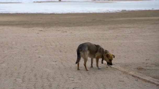 Cão Rua Encontrou Comida Praia — Vídeo de Stock