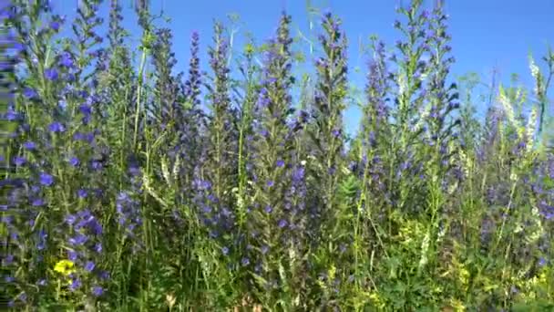 Flores Silvestres Hierba Cerca Bajo Cielo Azul — Vídeos de Stock