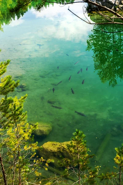 Pesce Carpa Nell Acqua Limpida Limpida Lago Azzurro Con Cielo — Foto Stock