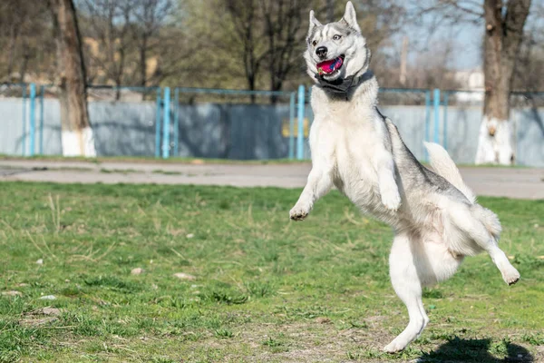 Собака хаски играет на улице с мячом — стоковое фото