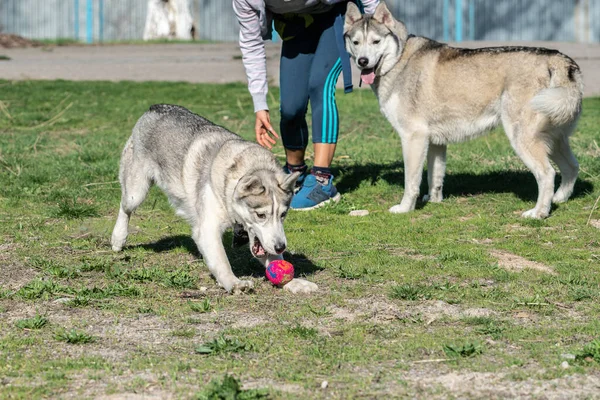 Χάσκι σκυλί παίζει σε εξωτερικούς χώρους με μια μπάλα — Φωτογραφία Αρχείου