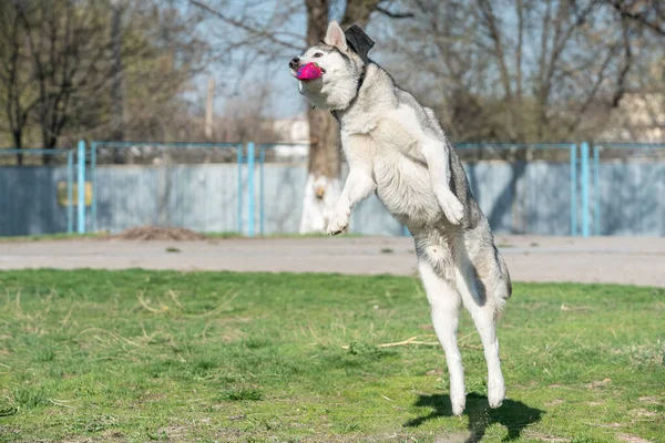 Husky cão brincando ao ar livre com uma bola — Fotografia de Stock