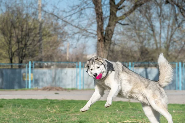 Husky cão brincando ao ar livre com uma bola — Fotografia de Stock