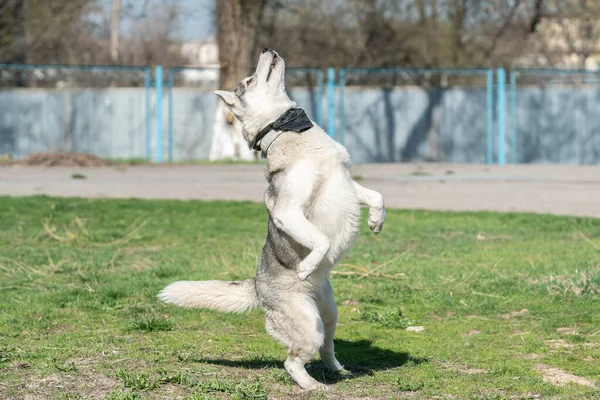 Husky cão brincando ao ar livre com uma bola — Fotografia de Stock