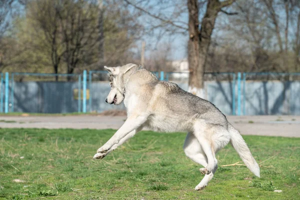 Husky cão brincando ao ar livre com uma bola — Fotografia de Stock