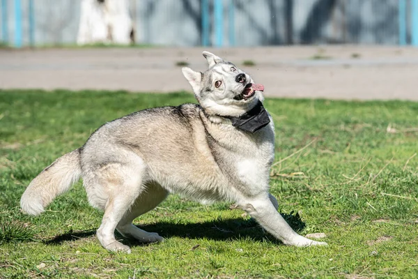 Χάσκι σκυλί παίζει σε εξωτερικούς χώρους με μια μπάλα — Φωτογραφία Αρχείου