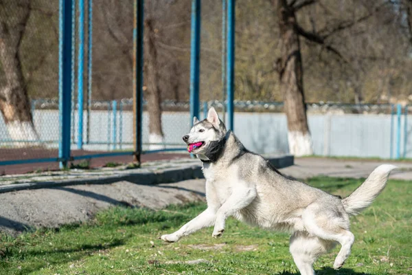 Husky cão brincando ao ar livre com uma bola — Fotografia de Stock