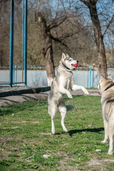 Husky-Hund spielt im Freien mit Ball — Stockfoto