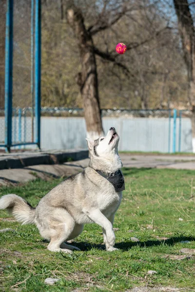 Husky cão brincando ao ar livre com uma bola — Fotografia de Stock