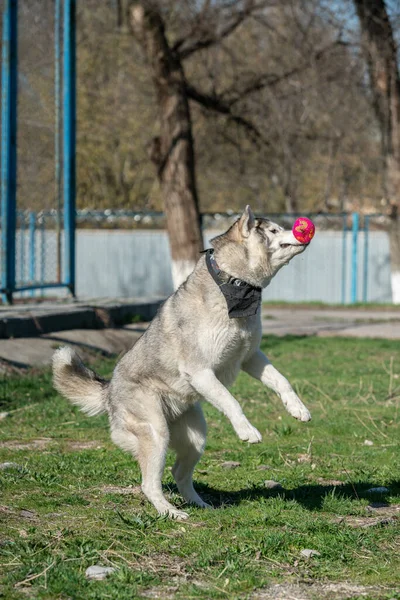 Husky cane che gioca all'aperto con una palla — Foto Stock