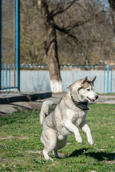 Husky cão brincando ao ar livre com uma bola — Fotografia de Stock