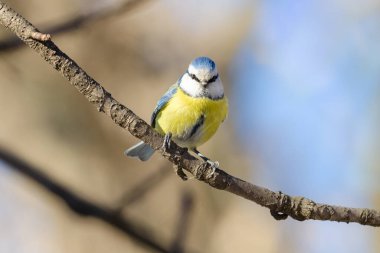 Blue tit on a tree branch