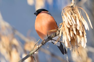 Ağaç dalında bir ispinoz, küçük bir tarla derinliği