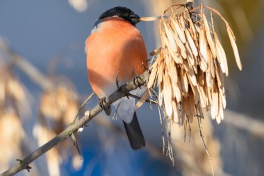 Ağaç dalında bir ispinoz, küçük bir tarla derinliği