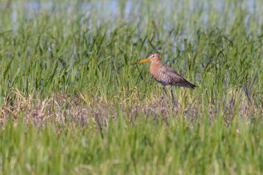 Godwit yaşam alanında, Shalow alan derinliğinde