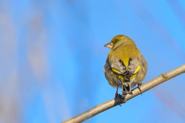Greenfinch bir dalda oturuyor, sırtı fotoğrafçıya dönük.