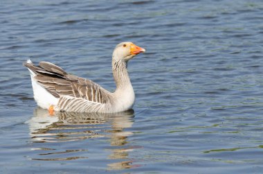 Kaz parlak güneşin altında sakin sularda yüzer.