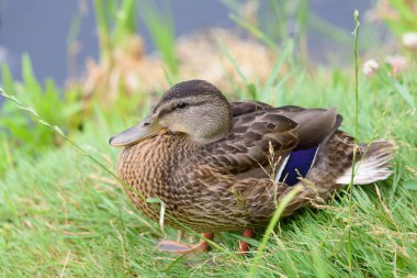 Mallard 'ın yaşam alanı, tarlanın derinliği