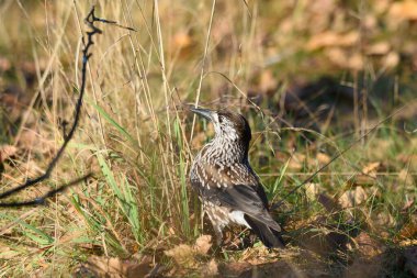 Fındıkkıran uzun çimenlerde duruyor.