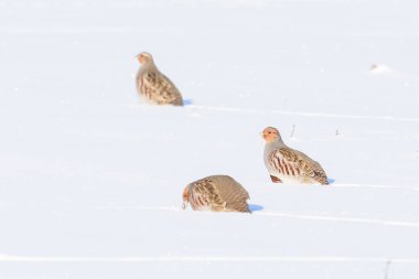 Beyaz kar üzerinde gri keklik, parlak ışık