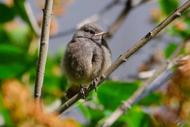Redstart, piliçler bir dala oturur, uçmayı öğrenirler