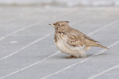 Bir tarla kuşu kaldırımda yürüyor.