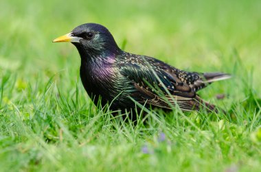 Sığırcık doğal ortamında, düşük alan derinliğinde.