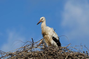 Leylek doğal ortamında, sığ bir alan derinliğinde.