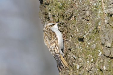 Yaşam alanındaki ağaç biçme makinesi, sığ alan derinliği, çok az gürültü.