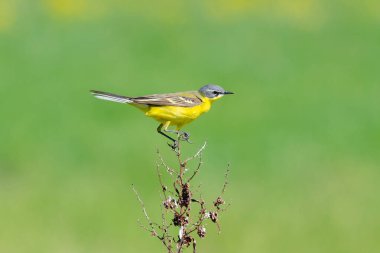 Çalkantılı yaşam alanı, düşük alan derinliği, az ses