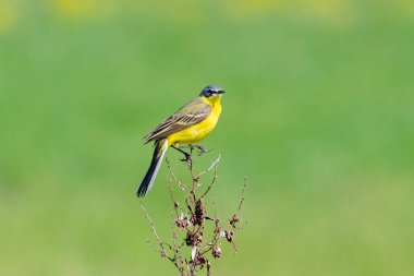 Çalkantılı yaşam alanı, düşük alan derinliği, az ses