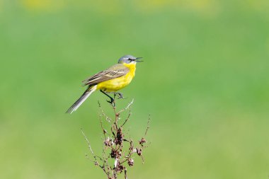 Çalkantılı yaşam alanı, düşük alan derinliği, az ses
